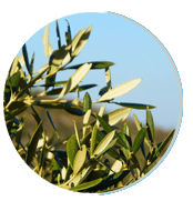 Olive Leaf Extract